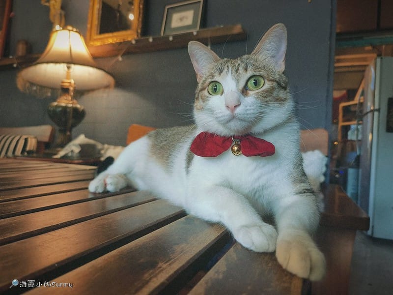 嘉義咖啡廳｜IN COFFEE︱貓咪咖啡廳｜開到凌晨一點的嘉義咖啡廳，幸運的話同場有７隻貓咪相伴