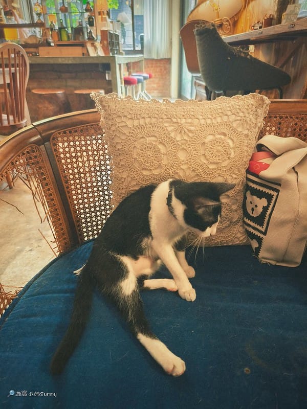 嘉義咖啡廳｜IN COFFEE︱貓咪咖啡廳｜開到凌晨一點的嘉義咖啡廳，幸運的話同場有７隻貓咪相伴