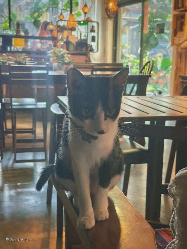 嘉義咖啡廳IN COFFEE—貓咪咖啡廳開到凌晨一點的嘉義咖啡廳,幸運的話同場有7隻貓咪相伴
