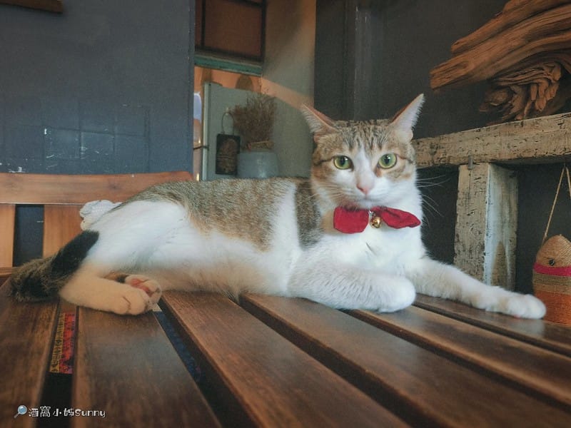 嘉義咖啡廳｜IN COFFEE︱貓咪咖啡廳｜開到凌晨一點的嘉義咖啡廳，幸運的話同場有７隻貓咪相伴