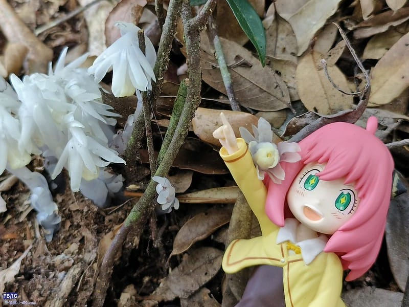 2024年,當然就是要登上海拔2024的橫嶺山呀!橫嶺山步道,超親民,難度僅2顆星