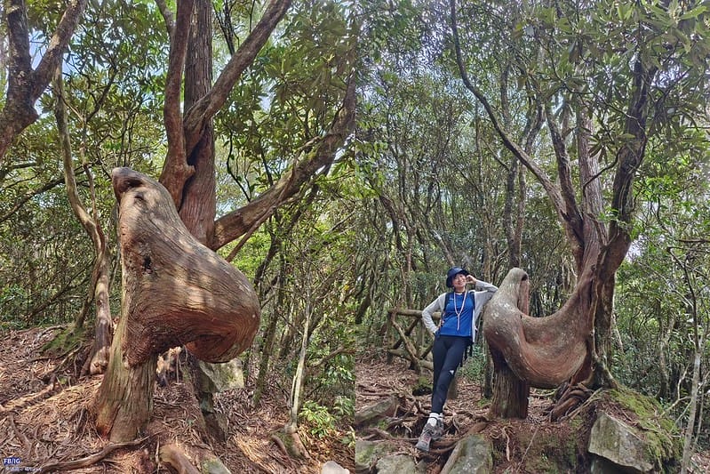 2024年,當然就是要登上海拔2024的橫嶺山呀!橫嶺山步道,超親民,難度僅2顆星