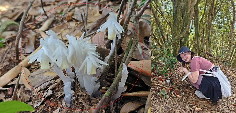 橫嶺山步道,超親民,難度僅2顆星