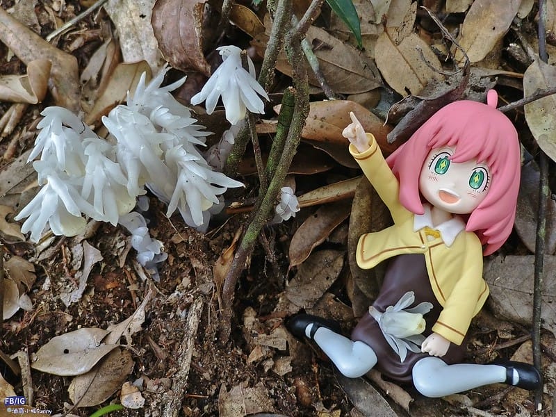 2024年,當然就是要登上海拔2024的橫嶺山呀!橫嶺山步道,超親民,難度僅2顆星