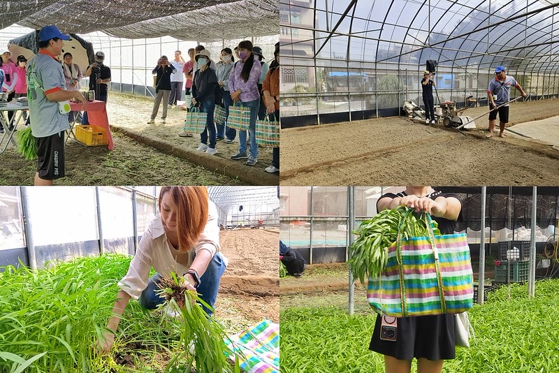新港鄉一日食農體驗遊程,青青菜菜一把抓之大人小孩都適合的親子農遊趣