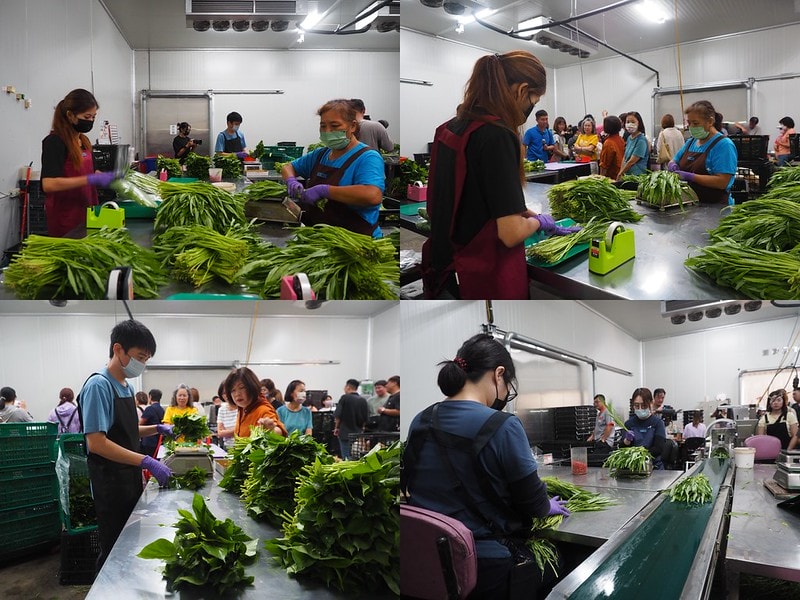 新港鄉一日食農體驗遊程,青青菜菜一把抓之大人小孩都適合的親子農遊趣