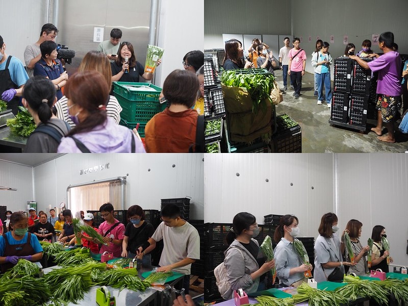 新港鄉一日食農體驗遊程,青青菜菜一把抓之大人小孩都適合的親子農遊趣