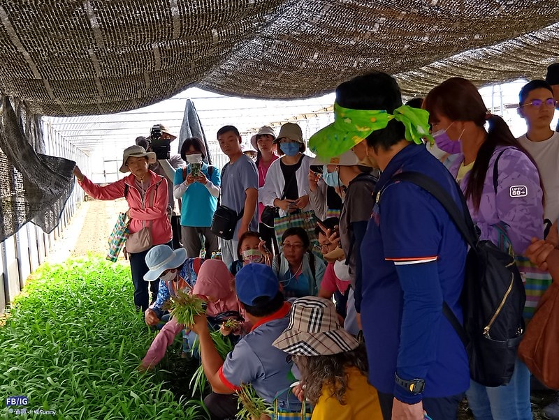 新港鄉一日食農體驗遊程,青青菜菜一把抓之大人小孩都適合的親子農遊趣