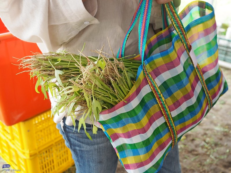 新港鄉一日食農體驗遊程,青青菜菜一把抓之大人小孩都適合的親子農遊趣