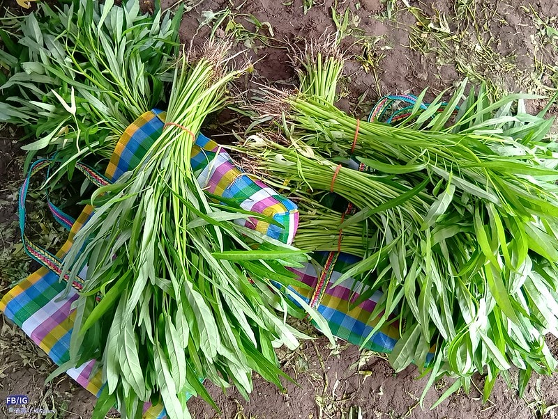 新港鄉一日食農體驗遊程,青青菜菜一把抓之大人小孩都適合的親子農遊趣