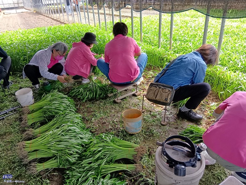 新港鄉一日食農體驗遊程,青青菜菜一把抓之大人小孩都適合的親子農遊趣