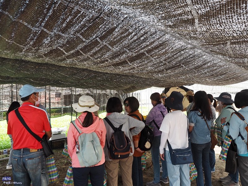 新港鄉一日食農體驗遊程,青青菜菜一把抓之大人小孩都適合的親子農遊趣
