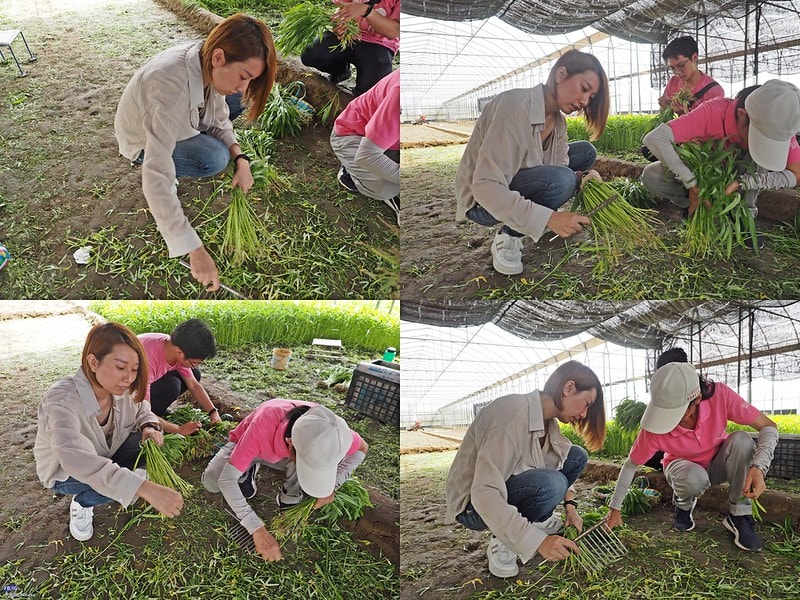 新港鄉一日食農體驗遊程,青青菜菜一把抓之大人小孩都適合的親子農遊趣