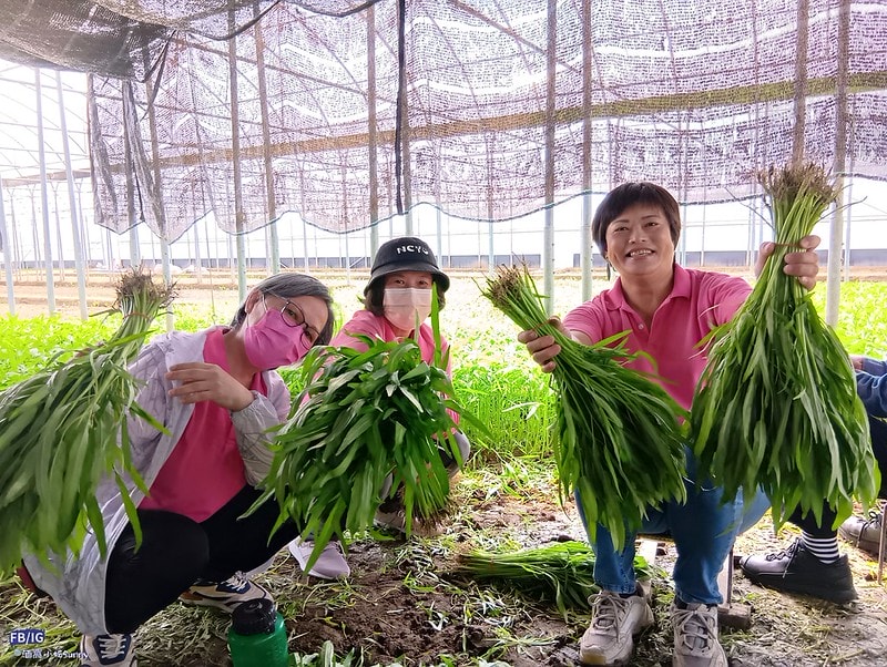 新港鄉一日食農體驗遊程,青青菜菜一把抓之大人小孩都適合的親子農遊趣