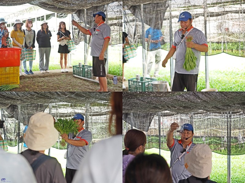 新港鄉一日食農體驗遊程,青青菜菜一把抓之大人小孩都適合的親子農遊趣