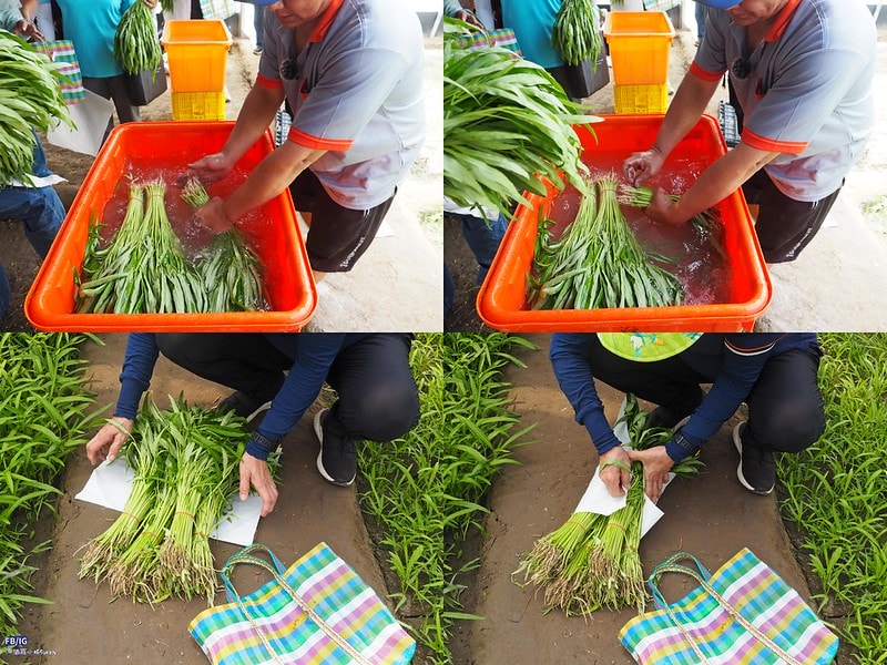 新港鄉一日食農體驗遊程,青青菜菜一把抓之大人小孩都適合的親子農遊趣