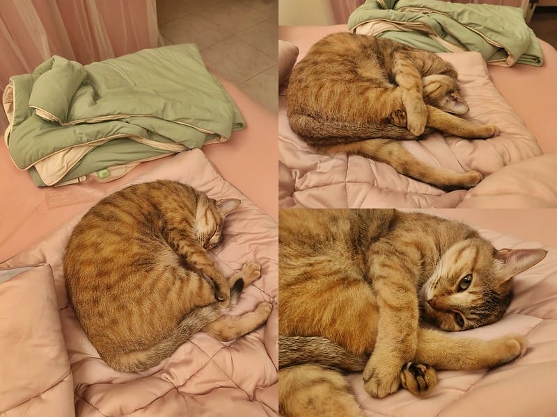 寢具篇|青鳥家居 奶蓋被 床包枕套組