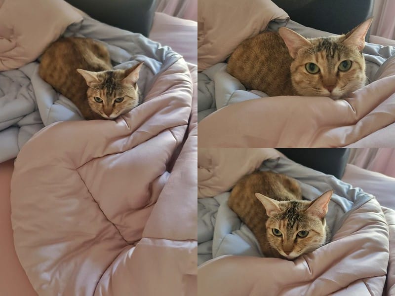 寢具篇|青鳥家居 奶蓋被 床包枕套組