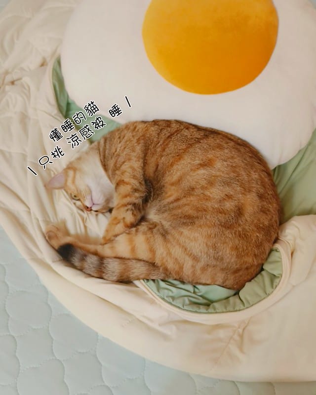 夏日省電費的魔法被、怕熱人必買｜青鳥家居涼感被/床包