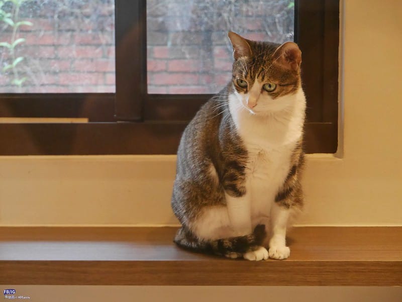 台南柳營｜牛予物輕食餐廳（溫體牛火鍋、牛肉湯）