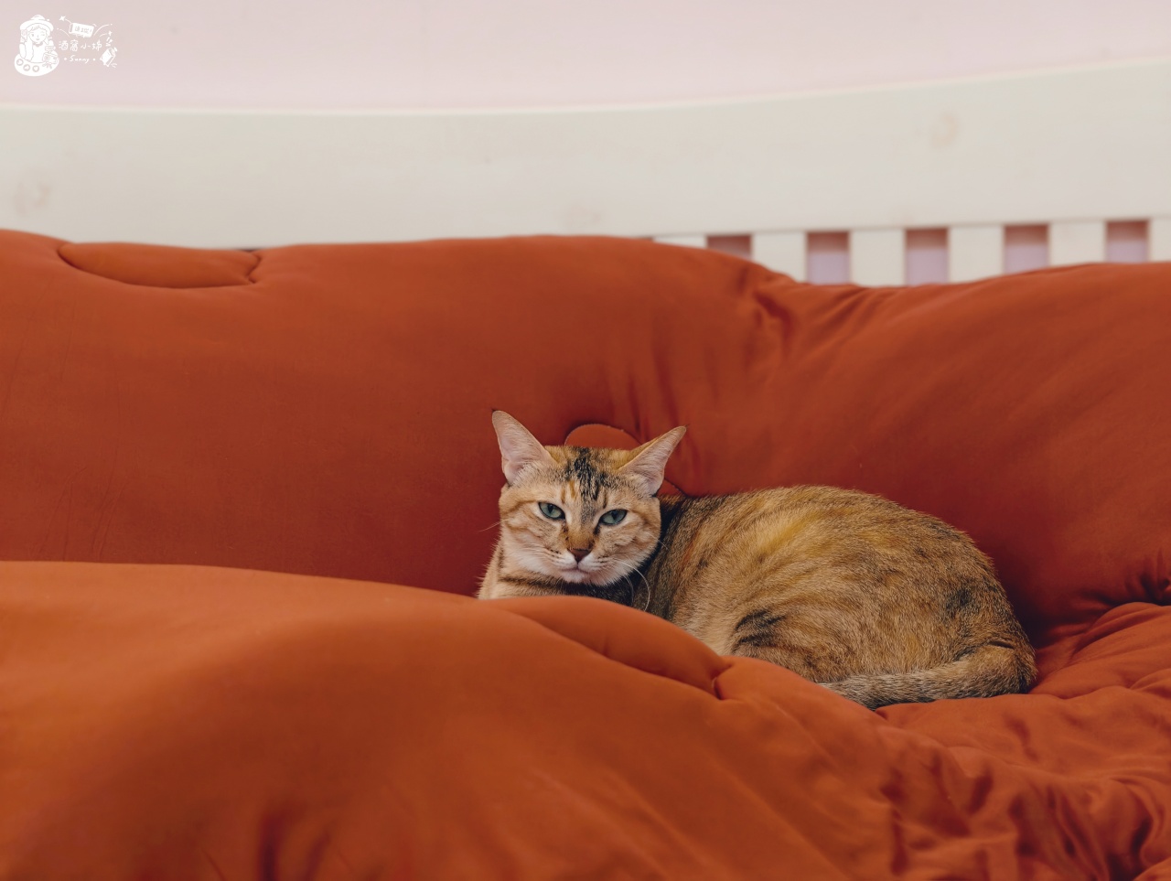 烘被機開箱｜一機多用的小鍋牛烘被機,烘被/暖床/烘鞋/殺菌除蹣/櫥櫃乾燥/烘衣,千元有找,CP值超高